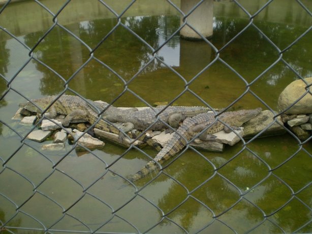 Alligators at Kofor Gamji Amusement park, Kaduna