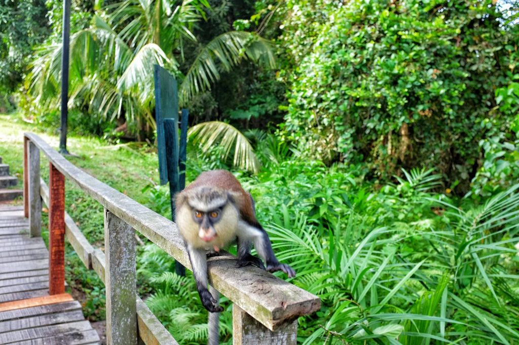 Monkey at Lekki Conservation Centre