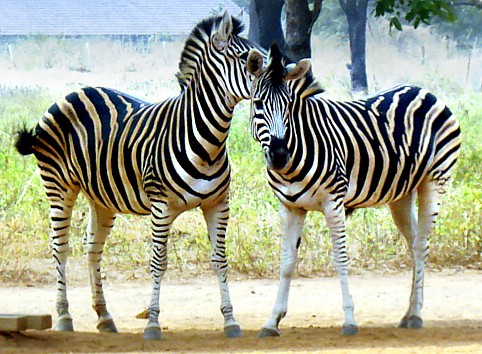 Best Zoos in Nigeria