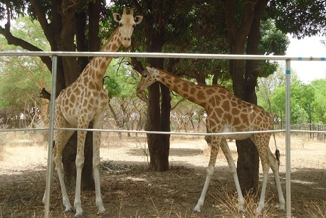 Game at the Falgore game reserve, Kano