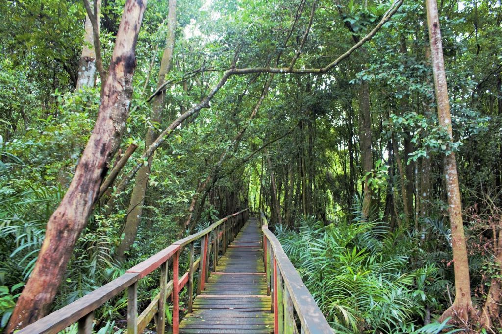 Dense vegetation and boardwalk at lekki conservation centre