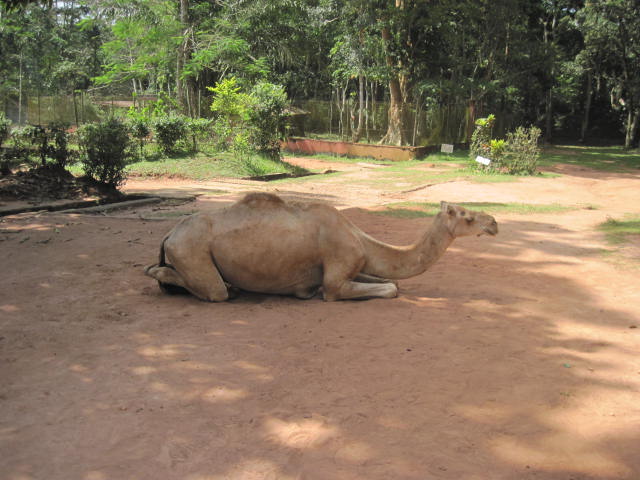 Ogba zoo, Nigeria, zoos in Nigeria