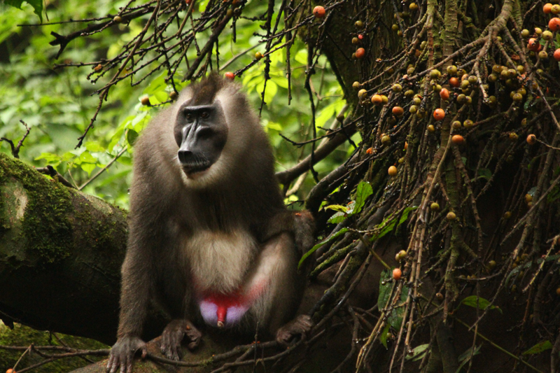 Drill monkey centre, Calabar