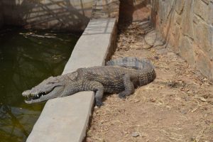 Kaduna-Crocodile-hotels.ng