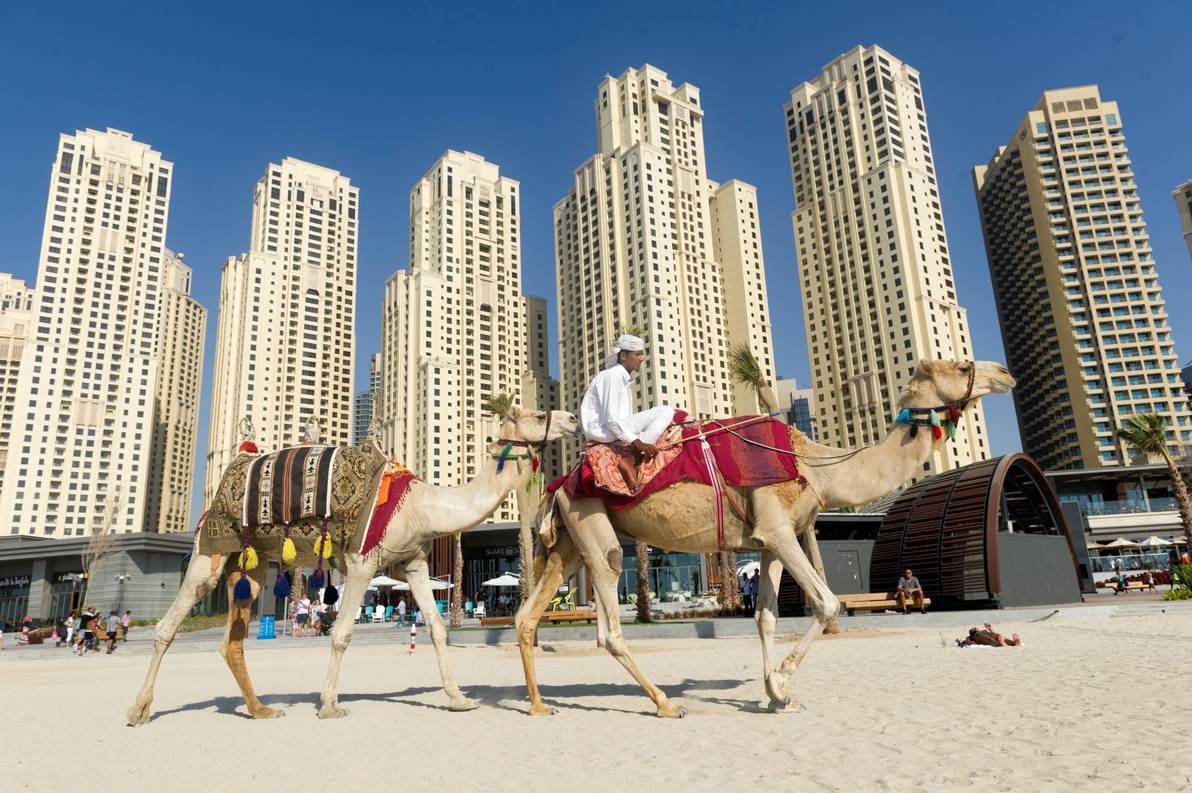 Camel riding in Dubai - Hotels.ng