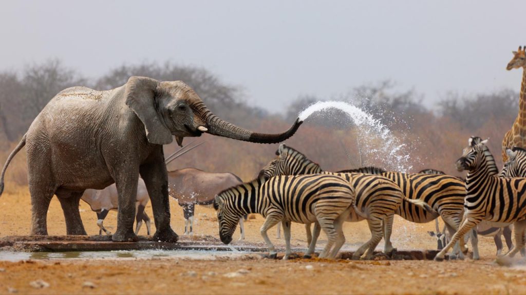 Elephants and zebras at the Yankari safari - Hotels.ng