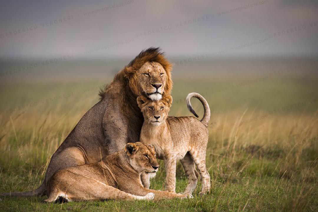 Masai Mara National Reserve Safari , Kenya - Hotels.ng