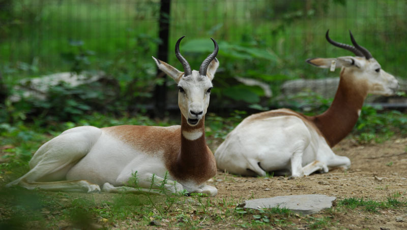 Owerri-Zoo--hotels.ng