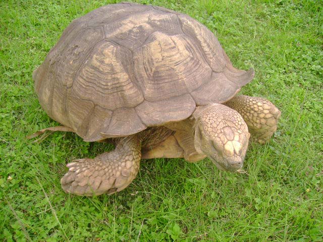 Alagba-The-300-Year-Old-Tortise--hotels.ng