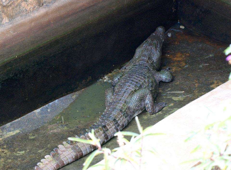 kajuru crocodile-hotels.ng