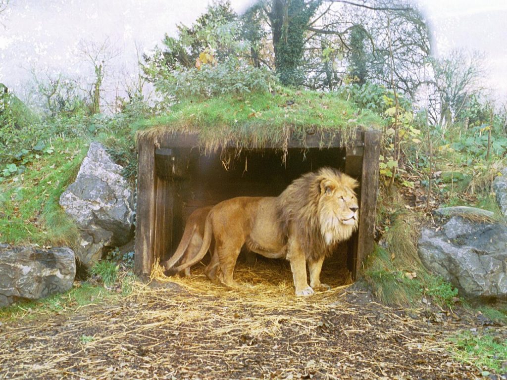 zoo lion-hotels.ng