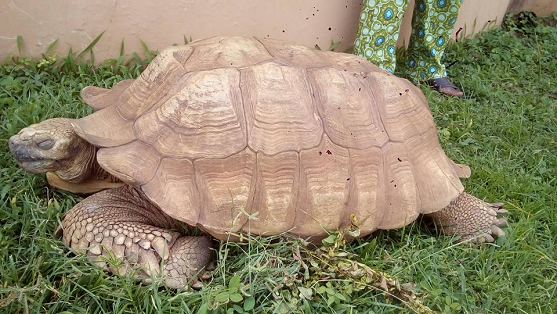 ogbomoso tortoise-hotels.ng