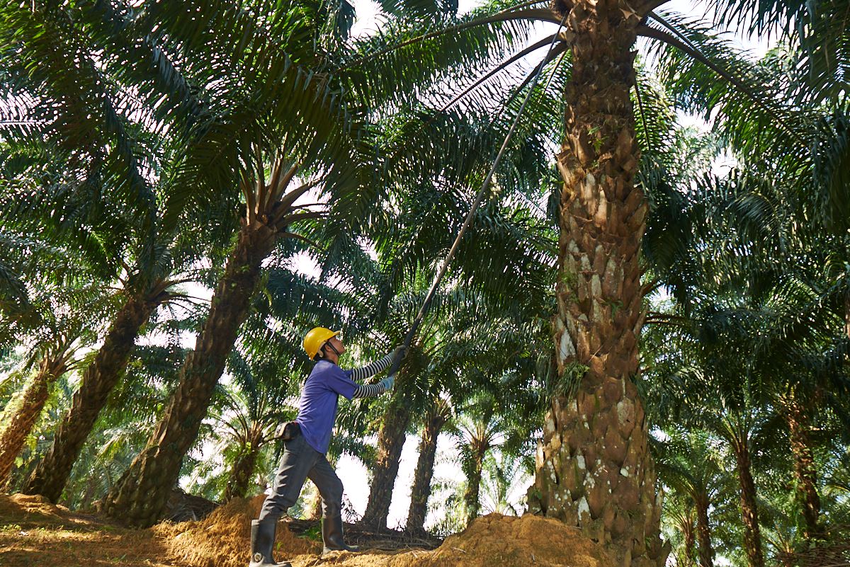 plantation-osogbo-hotel.ng