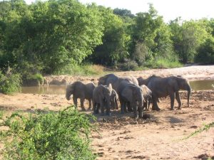 Yankari-elephant-hotels.ng