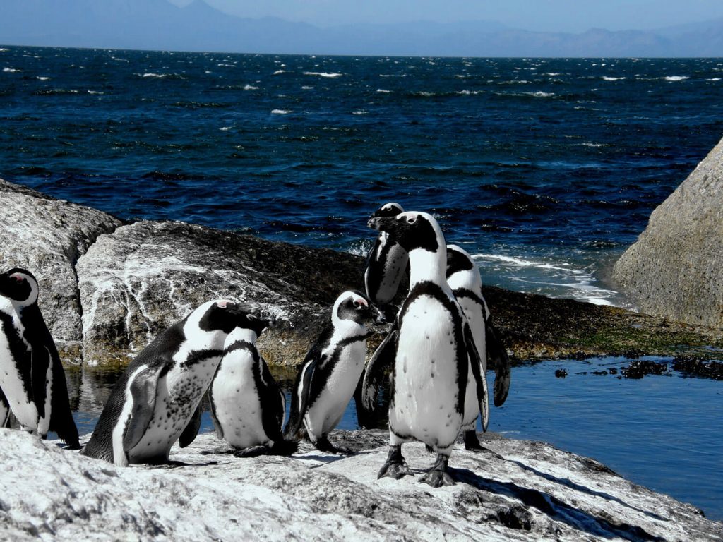 cape-point-cape-town-penguin-hotels.ng