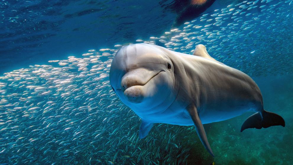 dolphins mauritius tour