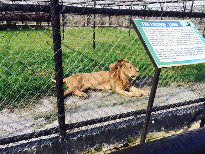 Lion At Omu Resort