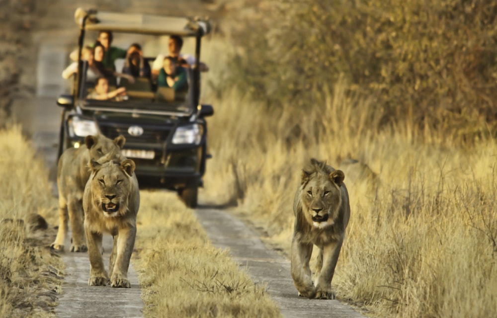 Kruger National park