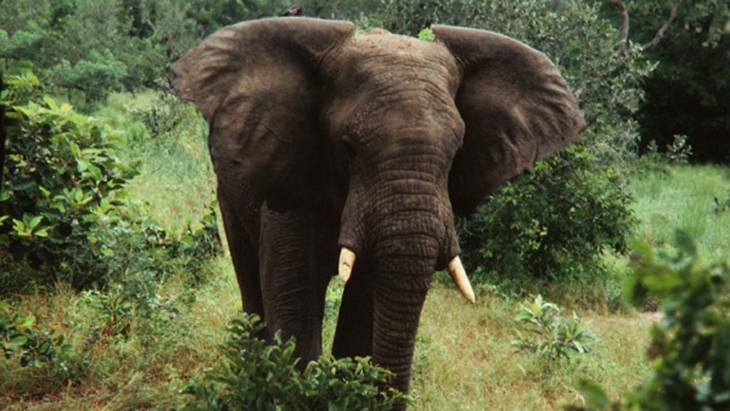 An Elephant at Omo Forest Reserve