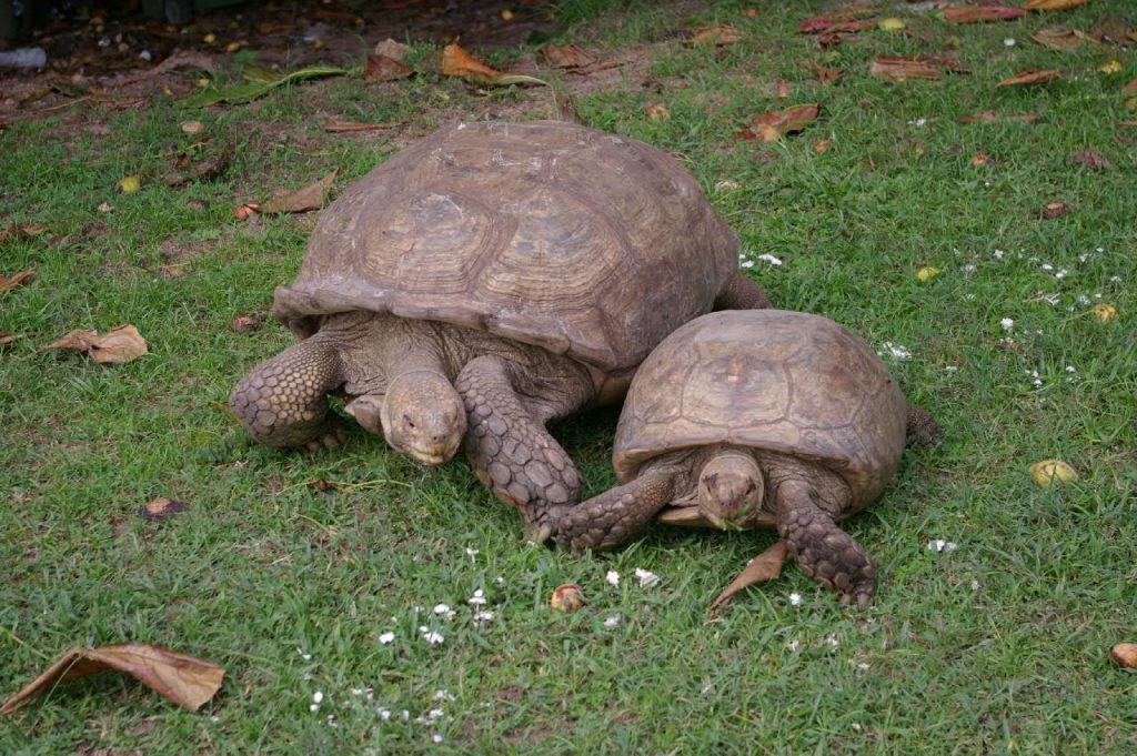 Turtle at Lekki Conservation Centre