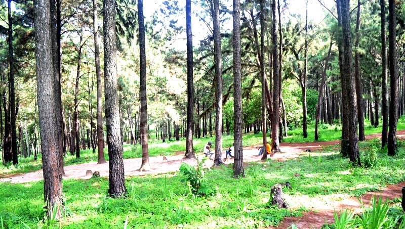 Ngwo Pine Forest