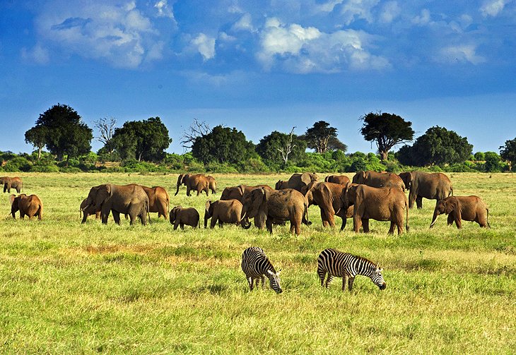 Wildlife in Kenya: Cheapest Countries Nigerians can visit for tourism