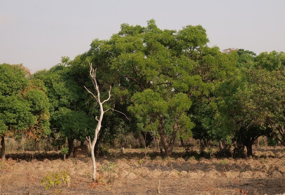 Experience Wildlife at the Pandam Game Reserve - Hotels.ng Guides