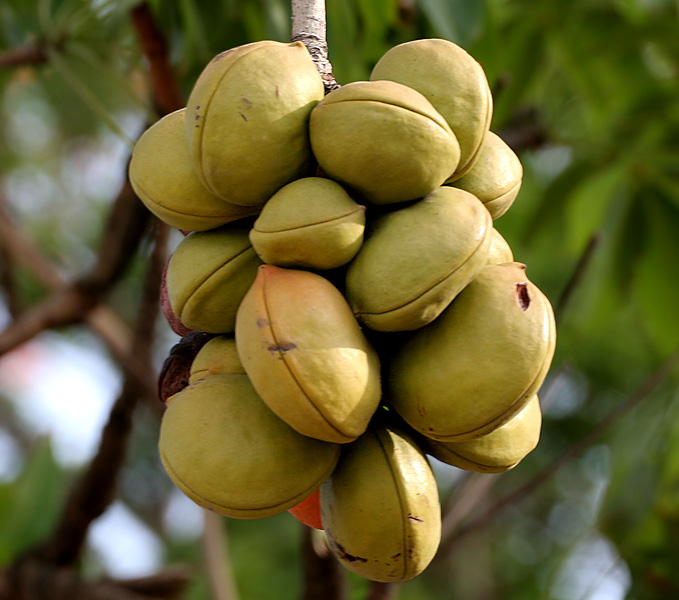 image result showing almond fruit